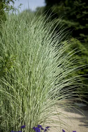 Miscanthus sin. 'Morning Light' - 12 Ltr pot - image 5