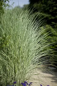 Miscanthus sin. 'Morning Light' - 12 Ltr pot - image 5