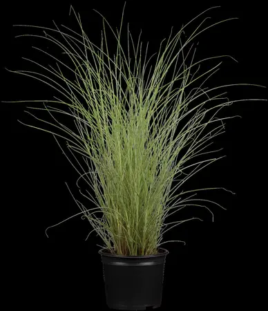 Miscanthus sin. 'Morning Light' - 10 Ltr pot - image 1
