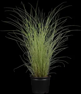 Miscanthus sin. 'Morning Light' - 20 Ltr pot - image 1