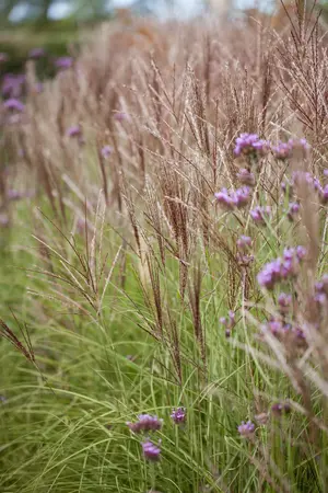 Miscanthus sin. 'Mysterious Maiden' - P11 - image 2