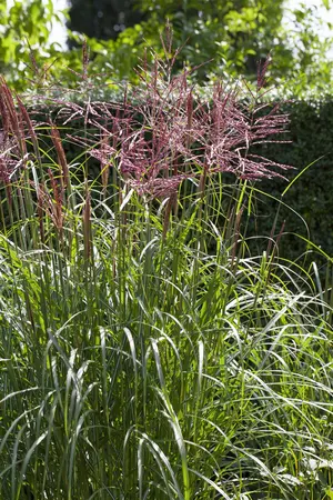 Miscanthus sin. 'Nippon' - 2 Ltr pot - image 1