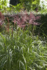 Miscanthus sin. 'Nippon'
