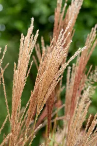 Miscanthus sin. 'Nippon' - 2 Ltr pot - image 5