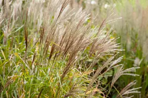 Miscanthus sin. 'Nippon' - 2 Ltr pot - image 3