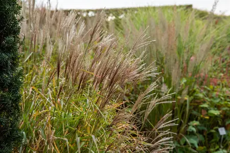 Miscanthus sin. 'Nippon' - 2 Ltr pot - image 2