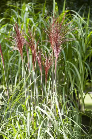 Miscanthus sin. 'P?nktchen' - 2 Ltr pot