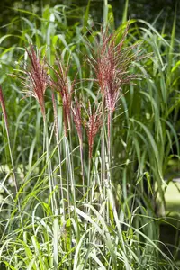 Miscanthus sin. 'P?nktchen' - 5 Ltr pot