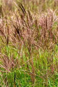 Miscanthus sin. 'Red Chief' - 2 Ltr pot - image 3