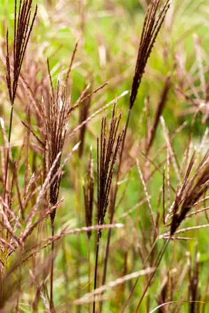 Miscanthus sin. 'Red Chief' - 2 Ltr pot - image 5
