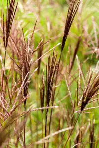 Miscanthus sin. 'Red Chief' - 2 Ltr pot - image 5