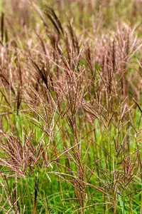 Miscanthus sin. 'Red Chief' - 4 Ltr pot - image 3