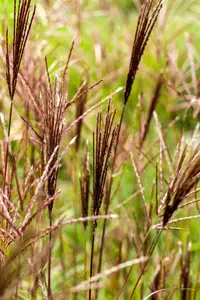 Miscanthus sin. 'Red Chief' - 4 Ltr pot - image 5