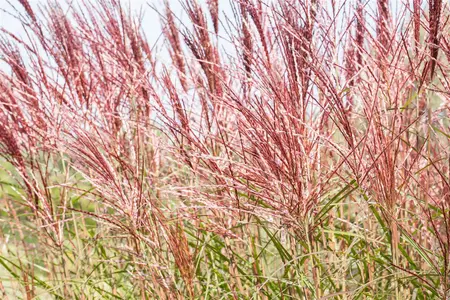 Miscanthus sin. 'Red Chief' - 2 Ltr pot - image 1