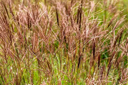 Miscanthus sin. 'Red Chief' - 2 Ltr pot - image 2