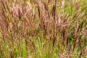Miscanthus sin. 'Red Chief' - 2 Ltr pot - image 2