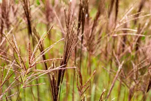 Miscanthus sin. 'Red Chief' - 2 Ltr pot - image 4