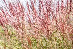 Miscanthus sin. 'Red Chief' - 10 Ltr pot - image 1