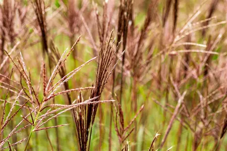 Miscanthus sin. 'Red Chief' - 4 Ltr pot - image 4