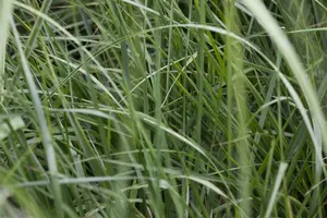 Miscanthus sin. 'Red Zenith'