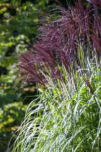 Miscanthus sin. 'Rotfeder'