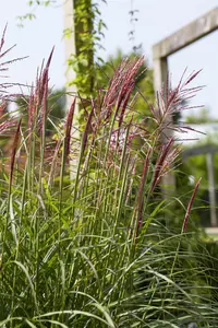 Miscanthus sin. 'Rotsilber'