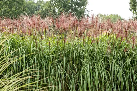 Miscanthus sin. 'Rotsilber' - 3 Ltr pot - image 2