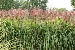 Miscanthus sin. 'Rotsilber' - 3 Ltr pot - image 2