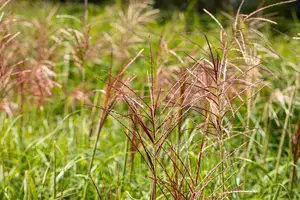 Miscanthus sin. 'Rotsilber' - 3 Ltr pot - image 4