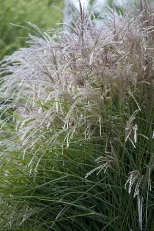 Miscanthus sin. 'Ruby Cute' - 2 Ltr pot - image 1