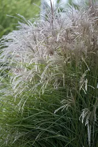Miscanthus sin. 'Ruby Cute'