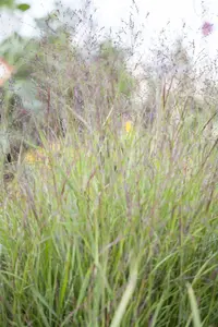 Miscanthus sin. 'Ruby Cute' - 2 Ltr pot - image 4