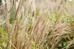 Miscanthus sin. 'Sarabande'