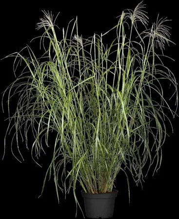 Miscanthus sin. 'Silberfeder' - 2 Ltr pot - image 1