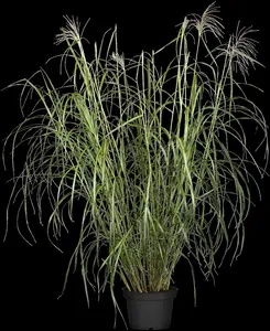 Miscanthus sin. 'Silberfeder' - 12 Ltr pot - image 1