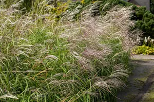 Miscanthus sin. 'Silberfeder' - 12 Ltr pot - image 2
