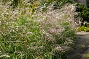 Miscanthus sin. 'Silberfeder' - 200-250 CM C150