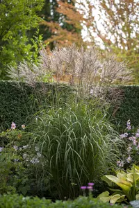 Miscanthus sin. 'Silberspinne'