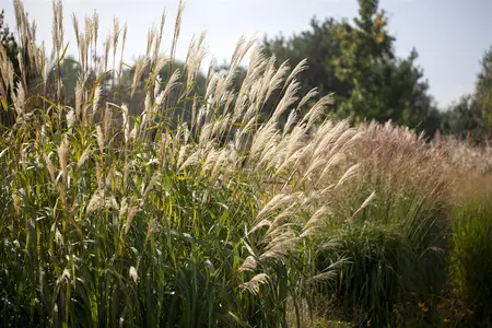 Miscanthus sin. 'Silberturm' - 5 Ltr pot - image 1