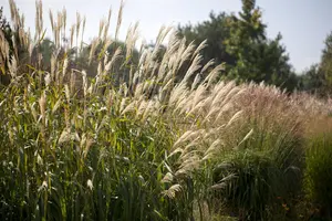 Miscanthus sin. 'Silberturm'