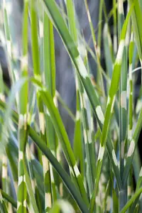 Miscanthus sin. 'Strictus' - 1.5 Ltr pot - image 3