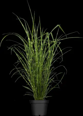 Miscanthus sin. 'Strictus' - 1.5 Ltr pot - image 1