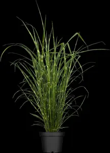 Miscanthus sin. 'Strictus'