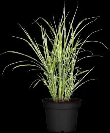 Miscanthus sin. 'Strictus' - 1.5 Ltr pot - image 2