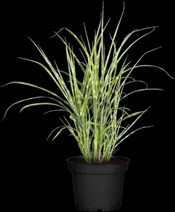 Miscanthus sin. 'Strictus' - 80-100 CM C12 - image 2