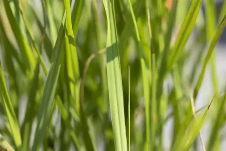 Miscanthus sin. 'Strictus' - 1.5 Ltr pot - image 5