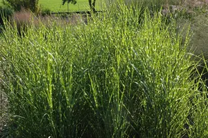 Miscanthus sin. 'Strictus' - 1.5 Ltr pot - image 4