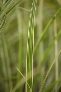 Miscanthus sin. 'Variegatus' - 2 Ltr pot - image 2