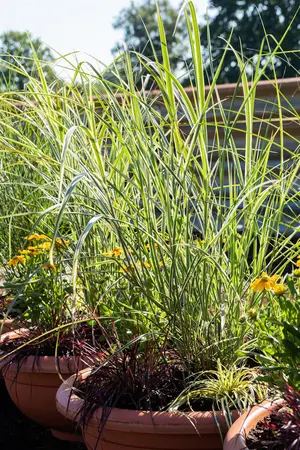 Miscanthus sin. 'Variegatus' - 4 Ltr pot - image 4