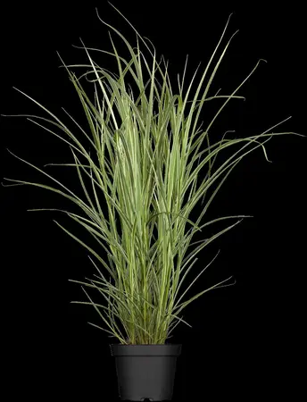 Miscanthus sin. 'Variegatus' - 2 Ltr pot - image 1